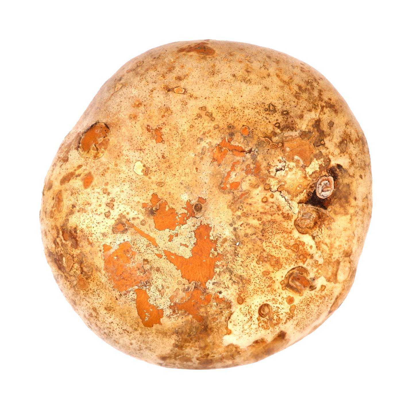 Misa z tykwy z koralikami