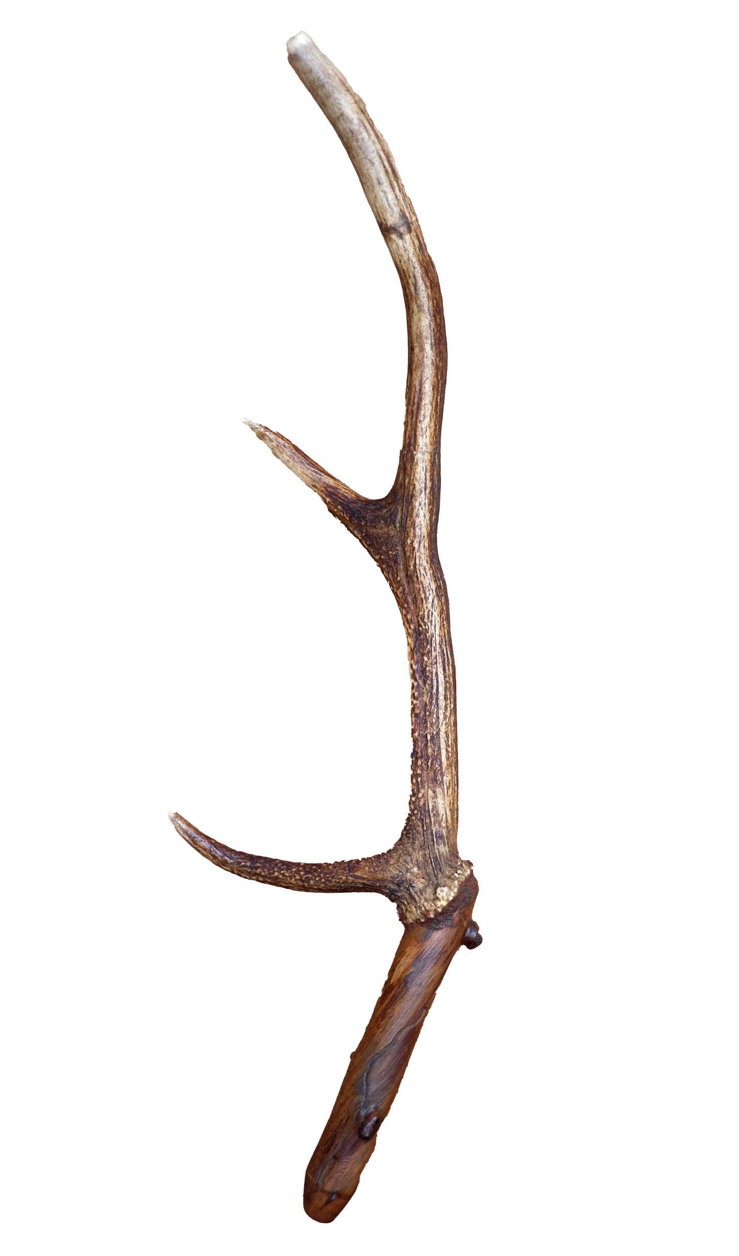 SKULL DECORATED WITH BEADS